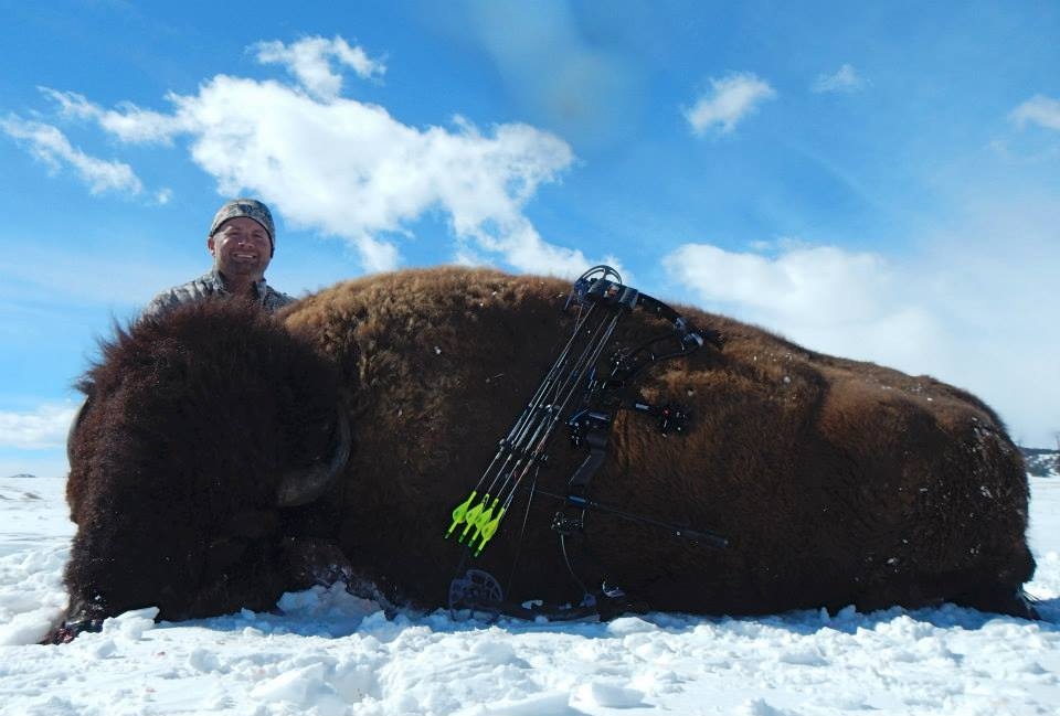 Bison
